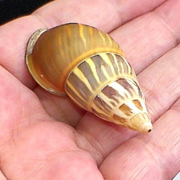 Amphidromus Everettii Specimen Spiral Shell - Picture 6 of 7